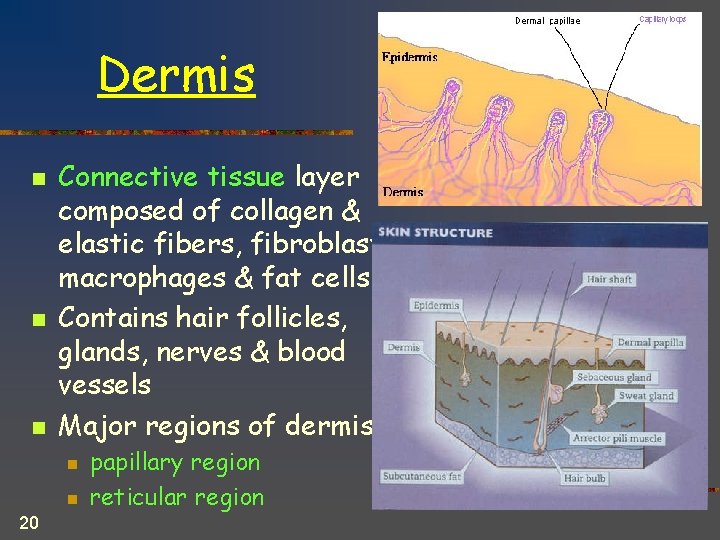 Dermis n n n Connective tissue layer composed of collagen & elastic fibers, fibroblasts,