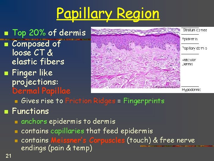 Papillary Region n Top 20% of dermis Composed of loose CT & elastic fibers