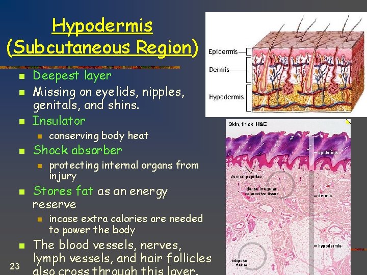 Hypodermis (Subcutaneous Region) n n n Deepest layer Missing on eyelids, nipples, genitals, and