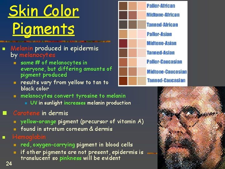 Skin Color Pigments Melanin produced in epidermis by melanocytes n n same # of