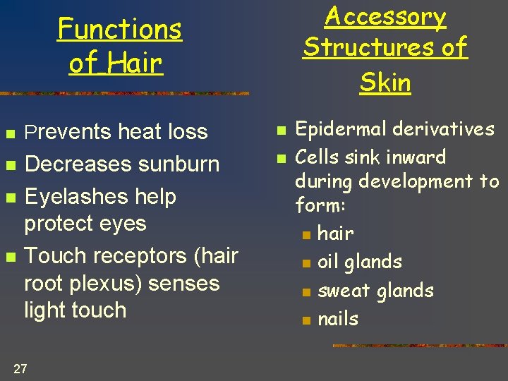 Accessory Structures of Skin Functions of Hair n n Prevents heat loss n Decreases