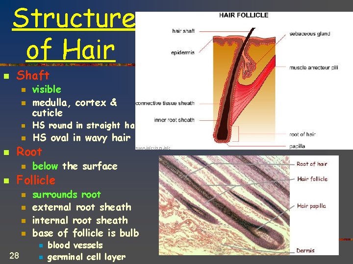 Structure of Hair n Shaft n n n HS round in straight hair HS
