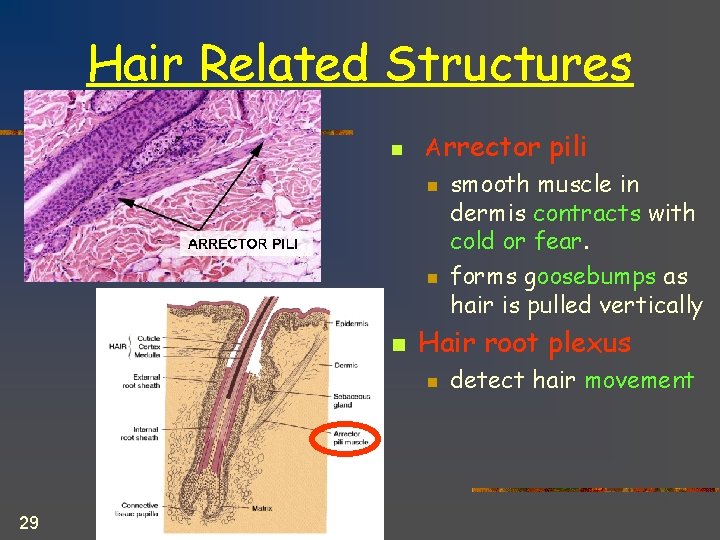 Hair Related Structures n n Arrector pili n smooth muscle in dermis contracts with