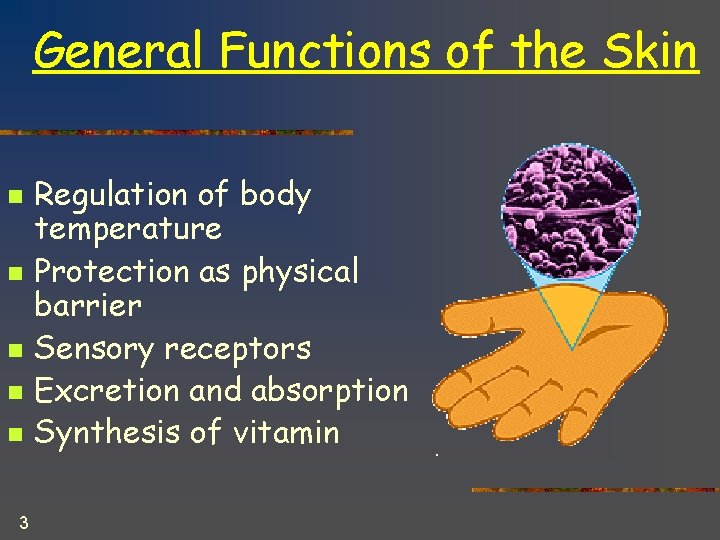 General Functions of the Skin n n 3 Regulation of body temperature Protection as