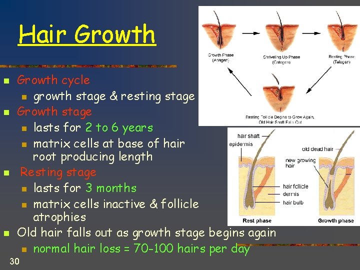 Hair Growth n n Growth cycle n growth stage & resting stage Growth stage