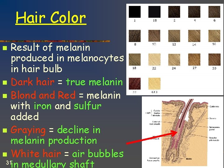 Hair Color Result of melanin produced in melanocytes in hair bulb n Dark hair