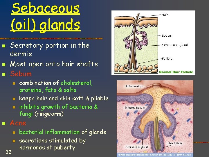 Sebaceous (oil) glands n n n Secretory portion in the dermis Most open onto