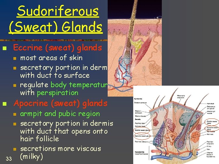 Sudoriferous (Sweat) Glands n Eccrine (sweat) glands n n Apocrine (sweat) glands n n