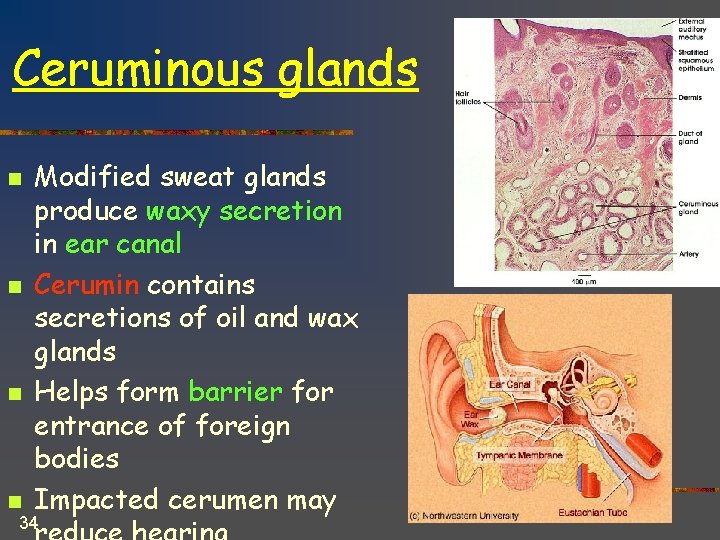 Ceruminous glands n n Modified sweat glands produce waxy secretion in ear canal Cerumin