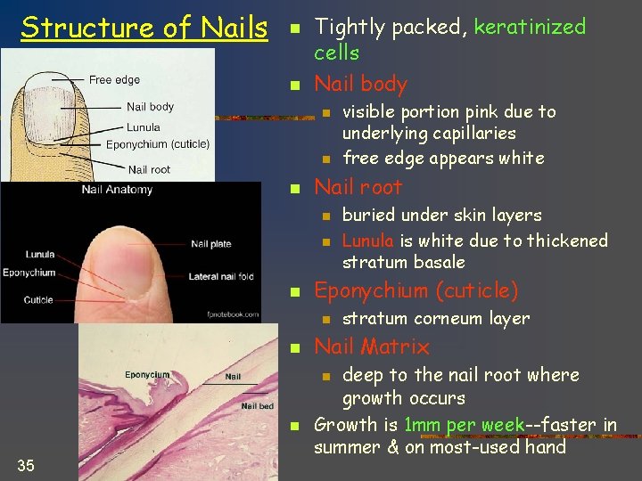 Structure of Nails n n Tightly packed, keratinized cells Nail body n n n