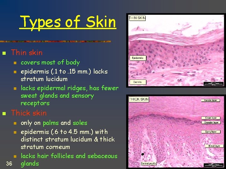 Types of Skin n Thin skin n n covers most of body epidermis (.