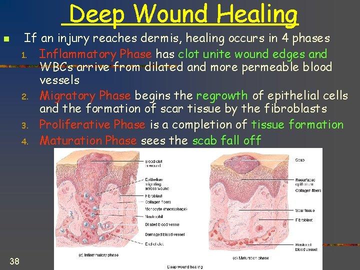 Deep Wound Healing n 38 If an injury reaches dermis, healing occurs in 4