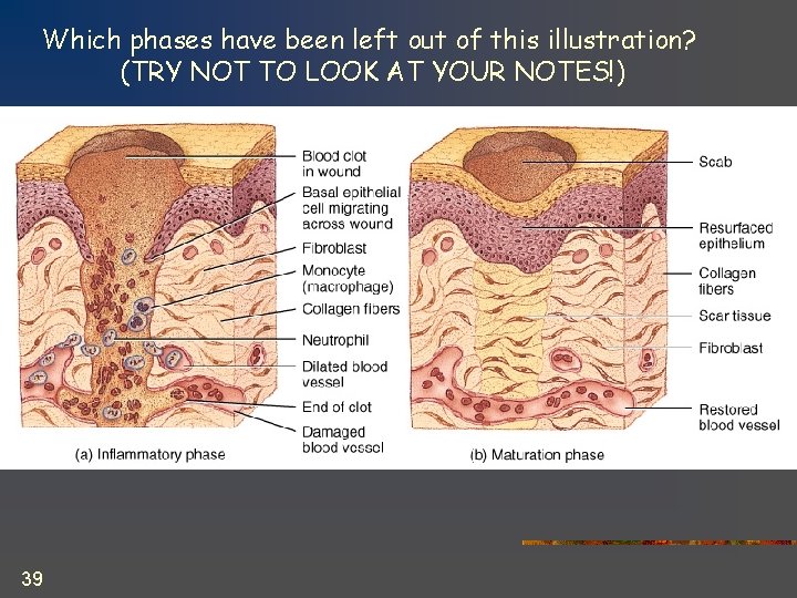 Which phases have been left out of this illustration? (TRY NOT TO LOOK AT