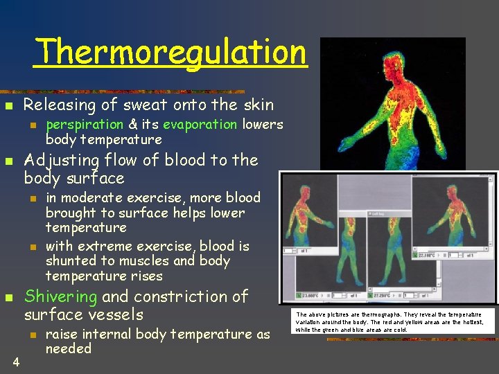 Thermoregulation n Releasing of sweat onto the skin n n Adjusting flow of blood