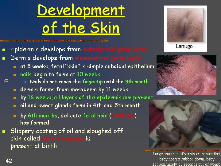 Development of the Skin n n Epidermis develops from ectodermal germ layer Dermis develops