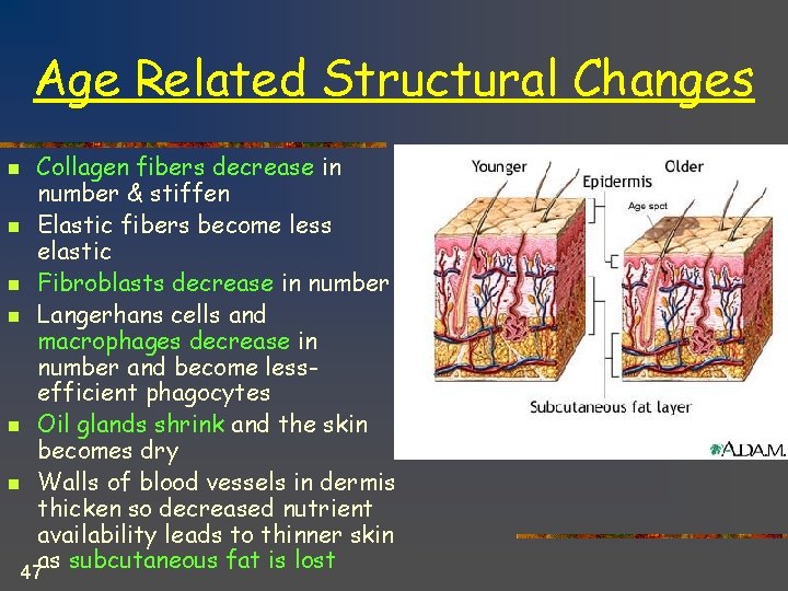 Age Related Structural Changes Collagen fibers decrease in number & stiffen n Elastic fibers