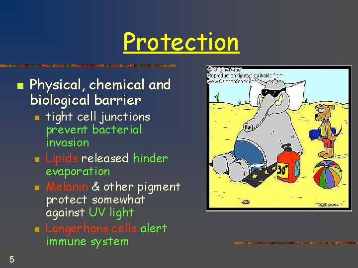 Protection n Physical, chemical and biological barrier n n 5 tight cell junctions prevent