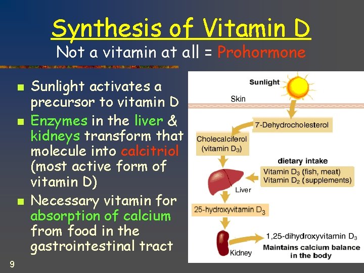 Synthesis of Vitamin D Not a vitamin at all = Prohormone n n n