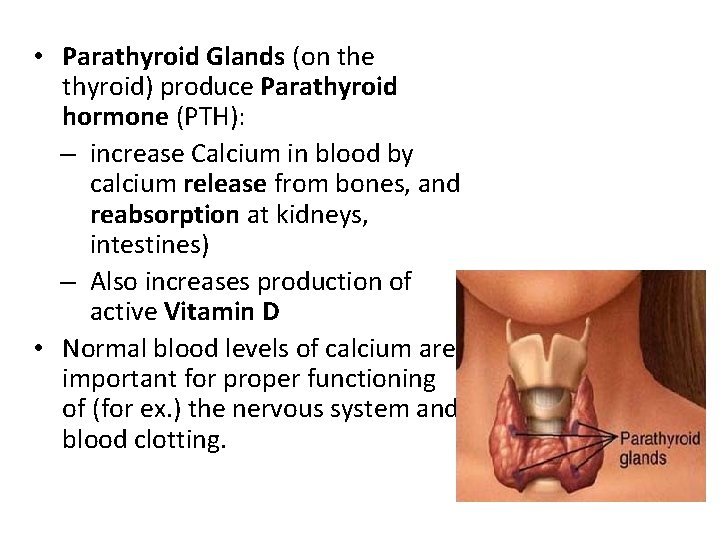 • Parathyroid Glands (on the thyroid) produce Parathyroid hormone (PTH): – increase Calcium