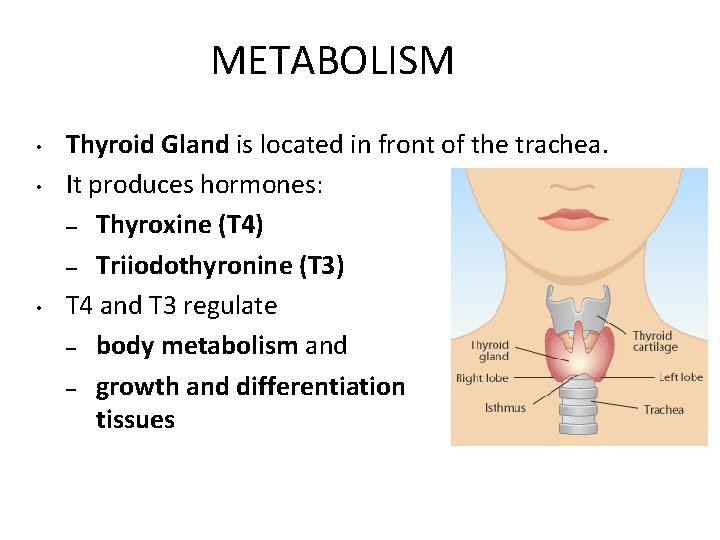 METABOLISM • • • Thyroid Gland is located in front of the trachea. It