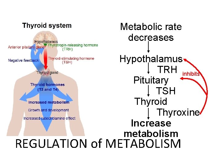 Metabolic rate decreases Hypothalamus TRH inhibits Pituitary TSH Thyroid Thyroxine Increase metabolism REGULATION of