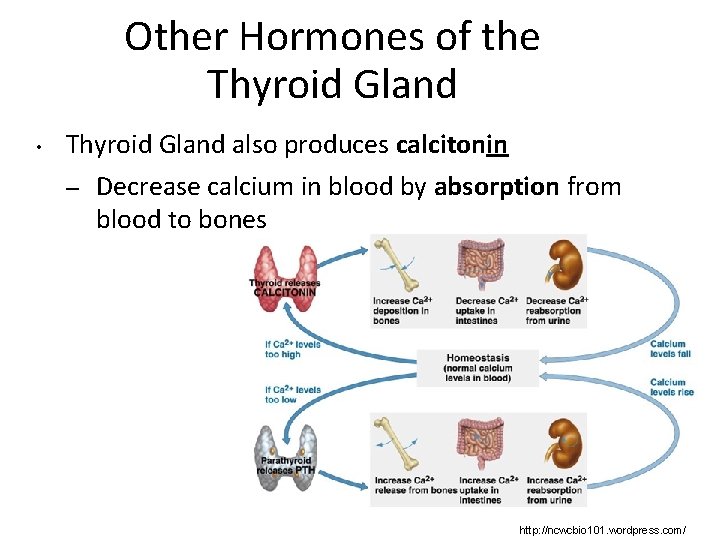 Other Hormones of the Thyroid Gland • Thyroid Gland also produces calcitonin – Decrease