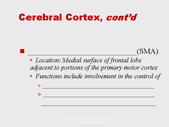 Cerebral Cortex, cont’d n _______________(SMA) • Location: Medial surface of frontal lobe adjacent to