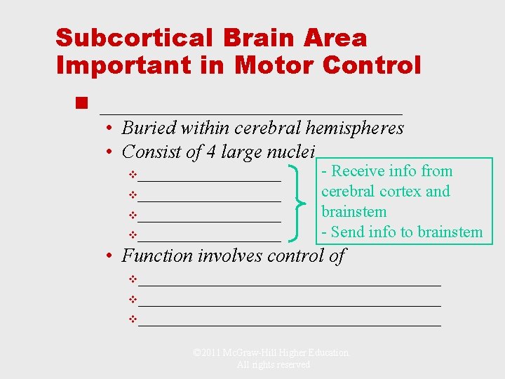 Subcortical Brain Area Important in Motor Control n ______________ • Buried within cerebral hemispheres