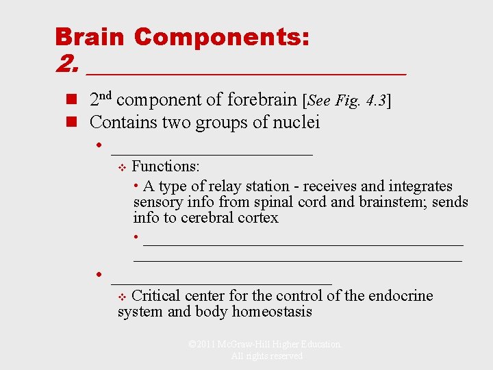 Brain Components: 2. _____________ n 2 nd component of forebrain [See Fig. 4. 3]