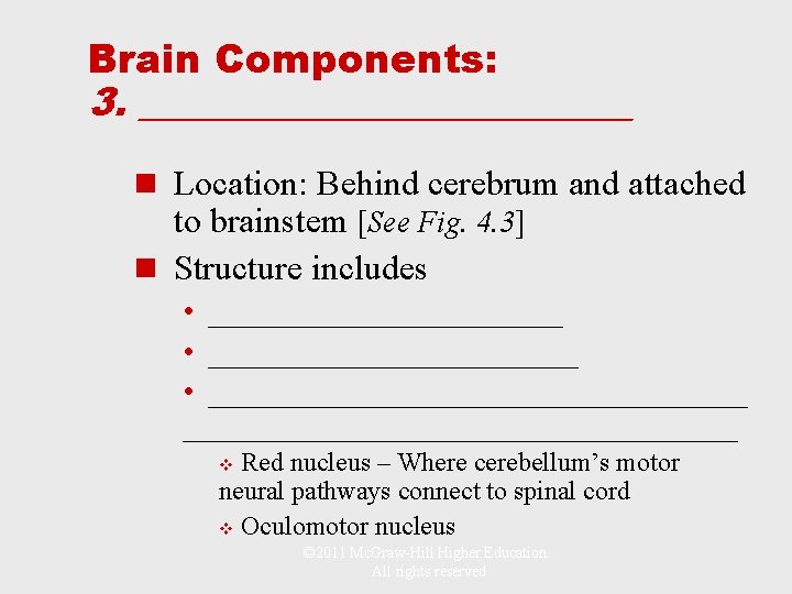Brain Components: 3. _____________ n Location: Behind cerebrum and attached to brainstem [See Fig.