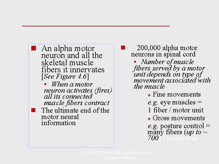 ______________ n An alpha motor neuron and all the skeletal muscle fibers it innervates
