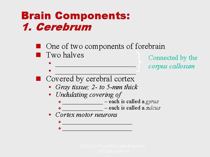 Brain Components: 1. Cerebrum n One of two components of forebrain n Two halves