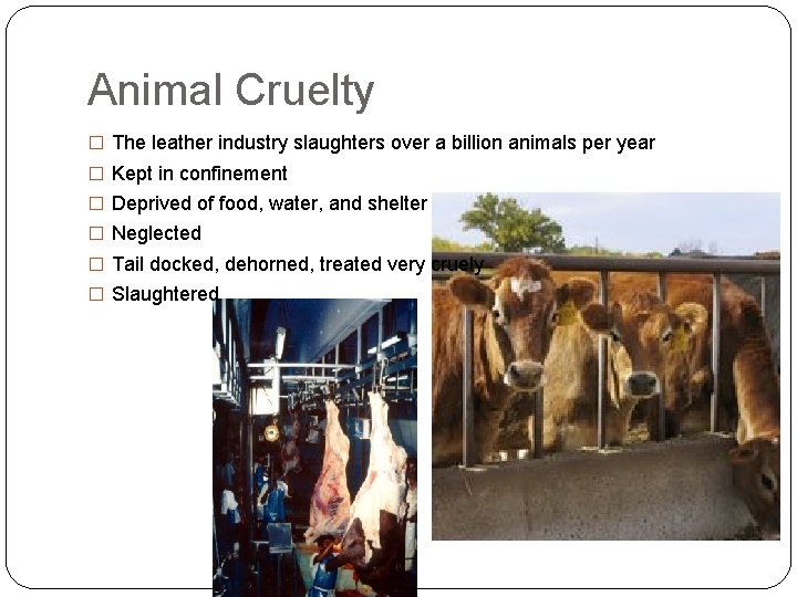 Animal Cruelty � The leather industry slaughters over a billion animals per year �