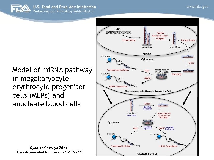 Model of mi. RNA pathway in megakaryocyteerythrocyte progenitor cells (MEPs) and anucleate blood cells