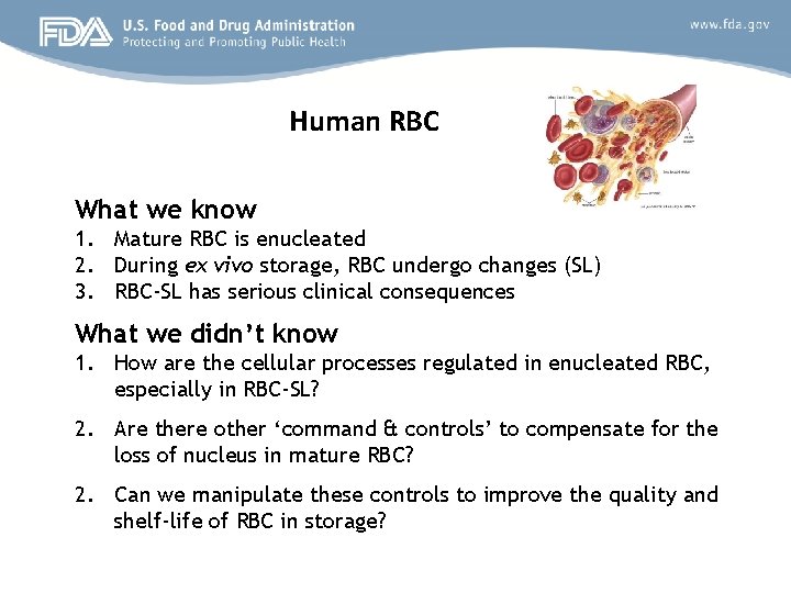 Human RBC What we know 1. Mature RBC is enucleated 2. During ex vivo