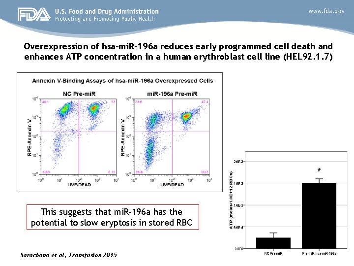 Overexpression of hsa-mi. R-196 a reduces early programmed cell death and enhances ATP concentration