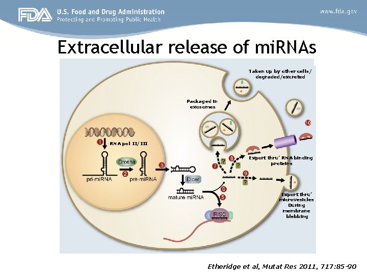 Extracellular release of mi. RNAs Taken up by other cells/ degraded/excreted Packaged in exosomes