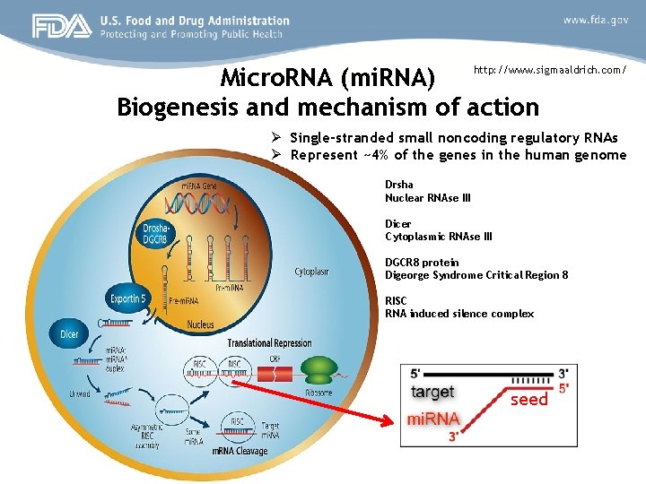 Micro. RNA (mi. RNA) http: //www. sigmaaldrich. com/ Biogenesis and mechanism of action Ø