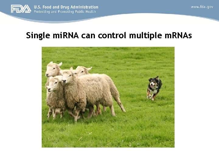 Single mi. RNA can control multiple m. RNAs 