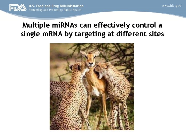 Multiple mi. RNAs can effectively control a single m. RNA by targeting at different