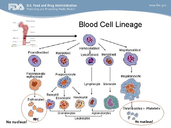 Blood Cell Lineage = Platelets No nucleus! RBC No nucleus! 