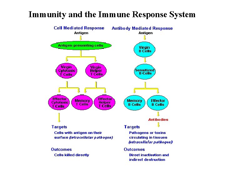 Immunity and the Immune Response System 