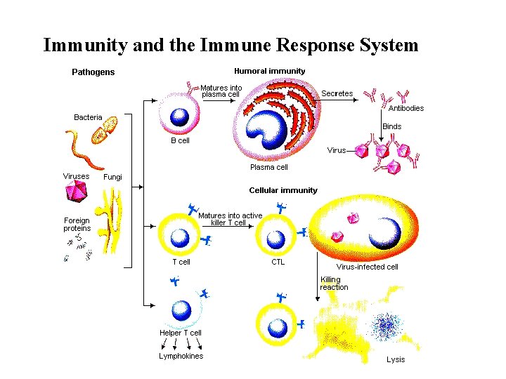 Immunity and the Immune Response System 