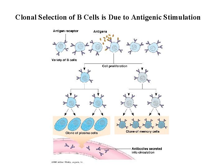 Clonal Selection of B Cells is Due to Antigenic Stimulation 