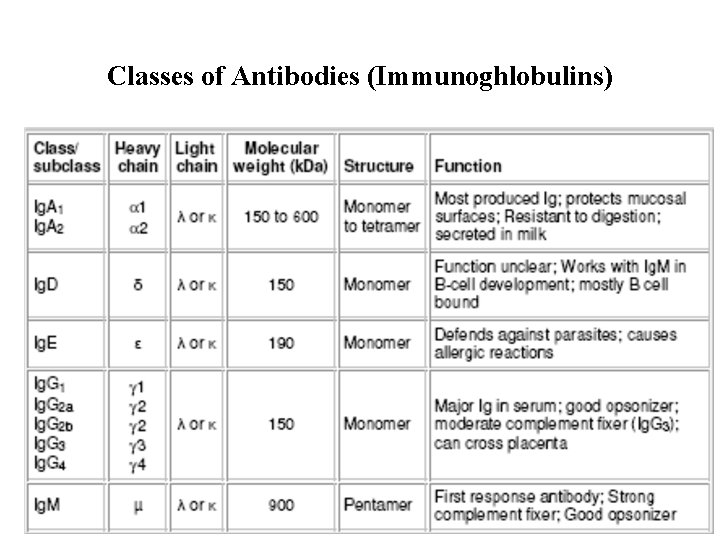 Classes of Antibodies (Immunoghlobulins) 