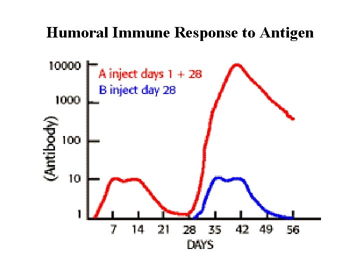 Humoral Immune Response to Antigen 