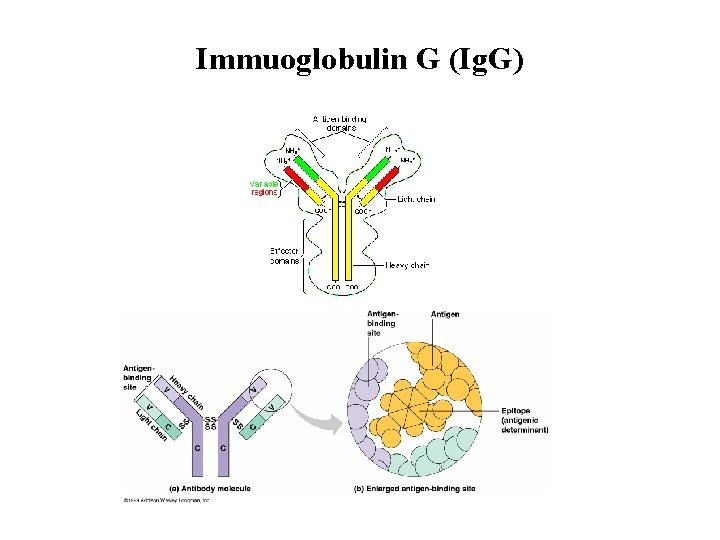 Immuoglobulin G (Ig. G) 