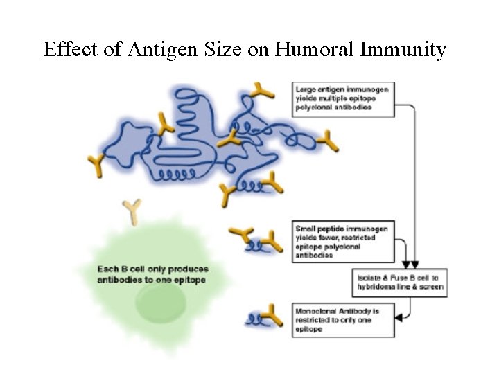 Effect of Antigen Size on Humoral Immunity 