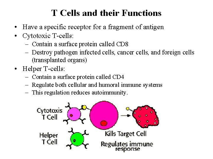 T Cells and their Functions • Have a specific receptor for a fragment of