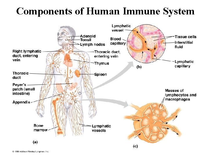 Components of Human Immune System 